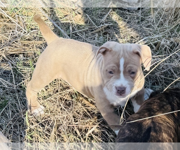 Medium Photo #5 American Bully Puppy For Sale in GROVE CITY, MN, USA