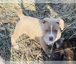 Small #4 American Bully