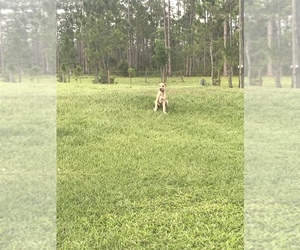 Great Dane Puppy for sale in LAKE WALES, FL, USA