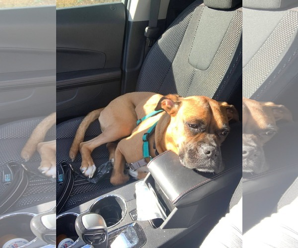 Medium Photo #3 Boxer Puppy For Sale in Woodbury, MN, USA