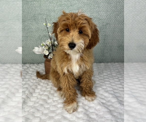 Medium Photo #6 Goldendoodle Puppy For Sale in FRANKLIN, IN, USA