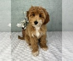 Small #5 Goldendoodle