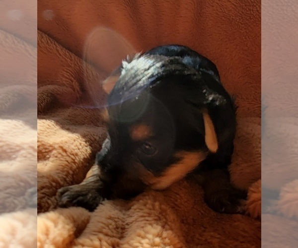Medium Photo #7 Yorkshire Terrier Puppy For Sale in HUDDLESTON, VA, USA