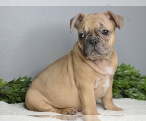 French Bulldog Puppy for sale in PROVIDENCE, RI, USA