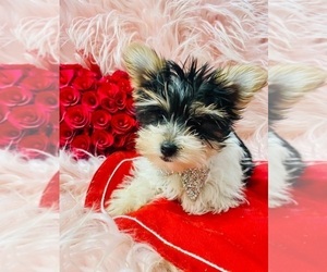 Yorkshire Terrier Puppy for sale in INDIANAPOLIS, IN, USA