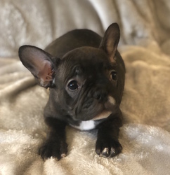 French Bulldog Puppy for sale in CHARLESTON, SC, USA