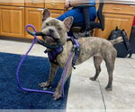 Small #3 French Bulldog