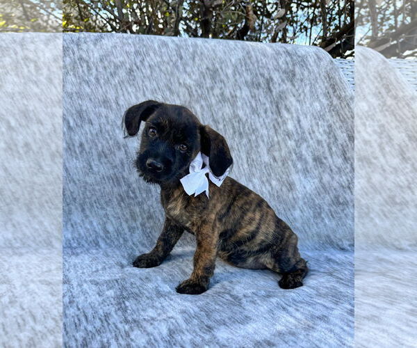 Medium Photo #1 Chiweenie Puppy For Sale in MIDWAY, UT, USA