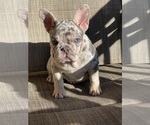 Small #2 French Bulldog