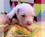Puppy 2 Dogo Argentino