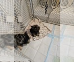 Small Photo #6 YorkiePoo Puppy For Sale in CHESAPEAKE, VA, USA
