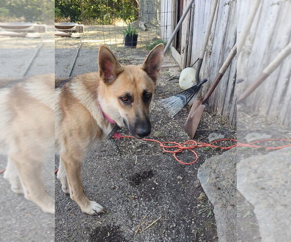 Medium Photo #1 German Shepherd Dog Puppy For Sale in LAWRENCEBURG, KY, USA