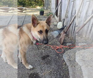 Mother of the German Shepherd Dog puppies born on 05/12/2025