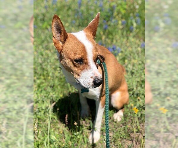 Medium Photo #5 Australian Kelpie-Basenji Mix Puppy For Sale in Houston, TX, USA