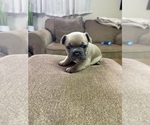 Small Photo #14 French Bulldog Puppy For Sale in BRUNSWICK, MO, USA