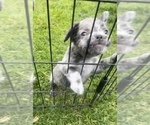 Small Photo #41 French Bulldog Puppy For Sale in NORTH HAMPTON, NH, USA