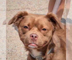 Labany Dogs for adoption in Huntley, IL, USA