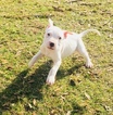 Small Photo #17 Dogo Argentino Puppy For Sale in LUTZ, FL, USA