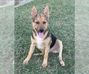 German Shepherd Dog Dogs for adoption in Hanford, CA, USA