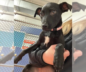 Labrador Retriever-Unknown Mix Dogs for adoption in Sterling, MA, USA