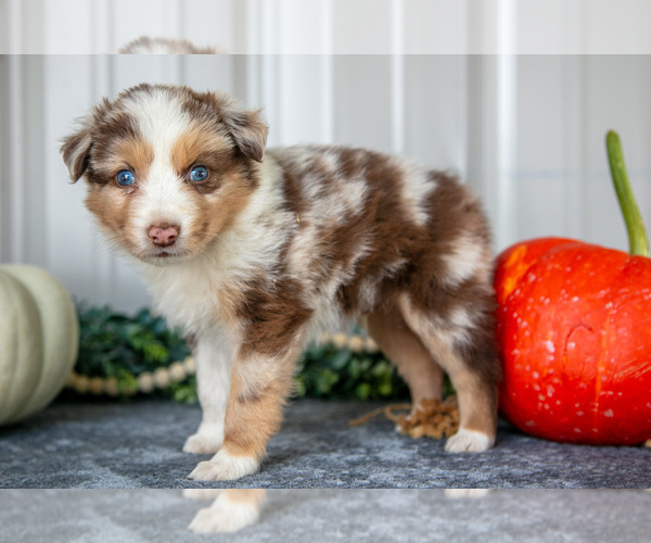 Medium Photo #2 Australian Shepherd Puppy For Sale in CAMDEN, MI, USA