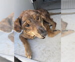 A655239 - Male German Shepherd Dog-Unknown Mix Dog for Adoption - Small photo