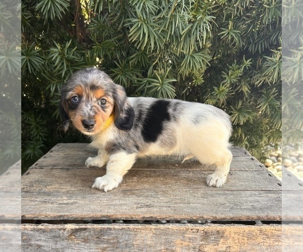 Medium Photo #2 Dachshund Puppy For Sale in MIDDLEBURY, IN, USA