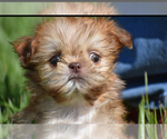 Small #1 Shih Tzu