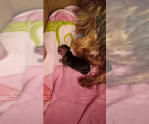 Yorkshire Terrier Puppy for sale in BURDETT, NY, USA