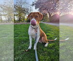 Small #3 American Pit Bull Terrier Mix