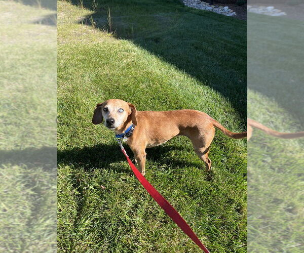 Medium Photo #3 Mutt Puppy For Sale in Candler, NC, USA