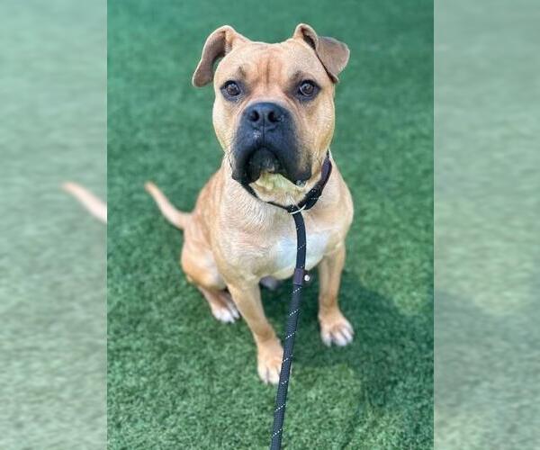 Medium Photo #1 Bull-Boxer Puppy For Sale in Rockwall, TX, USA