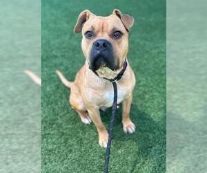 Bull-Boxer Dogs for adoption in Rockwall, TX, USA