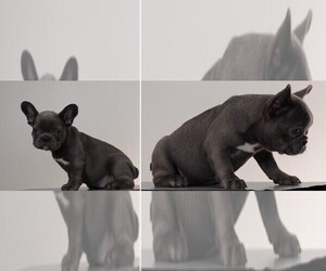 French Bulldog Puppy for sale in AUSTIN, TX, USA