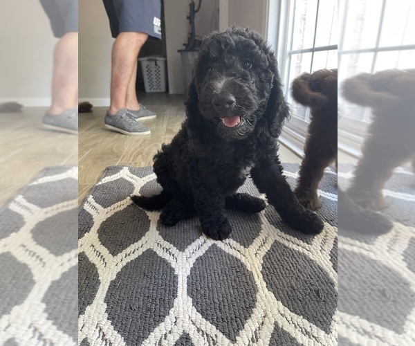 Medium Photo #1 Goldendoodle Puppy For Sale in AZLE, TX, USA