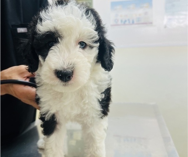 Medium Photo #4 Sheepadoodle Puppy For Sale in HUNTINGTON BEACH, CA, USA