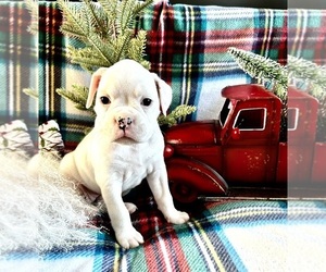 Boxer Litter for sale in CLAREMORE, OK, USA
