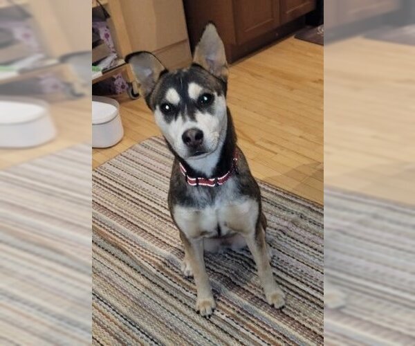 Medium Photo #2 Huskies -Unknown Mix Puppy For Sale in Calgary, Alberta, Canada