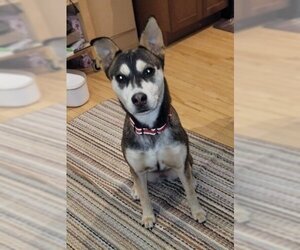 Hazel - Female Huskies -Unknown Mix Dog for Adoption - Photo #2