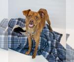 Small #5 Miniature Pinscher Mix