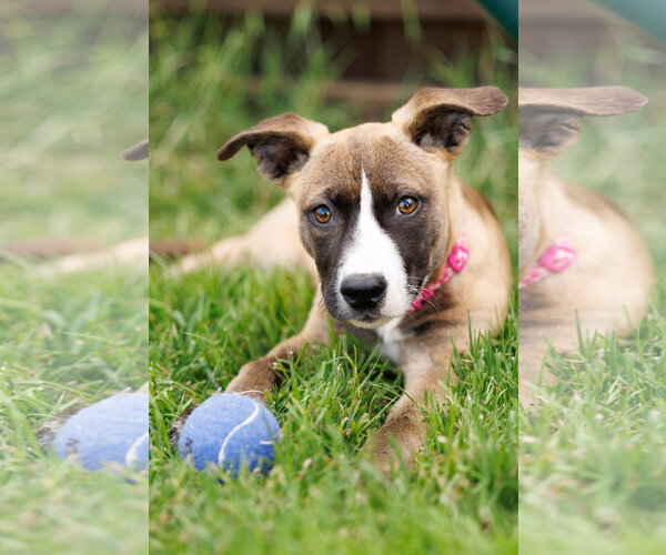 Medium Photo #2 American Staffordshire Terrier-Unknown Mix Puppy For Sale in McKinney, TX, USA