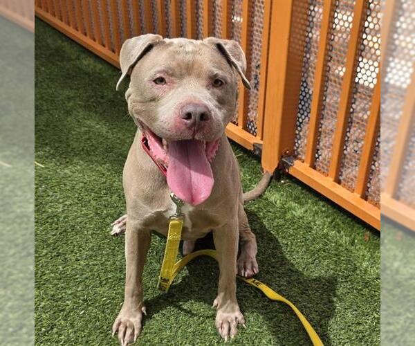Medium Photo #2 Staffordshire Bull Terrier-Unknown Mix Puppy For Sale in Las Vegas, NV, USA