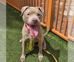 Small #1 Staffordshire Bull Terrier Mix
