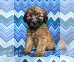 Soft Coated Wheaten Terrier Puppy for sale in LEOLA, PA, USA