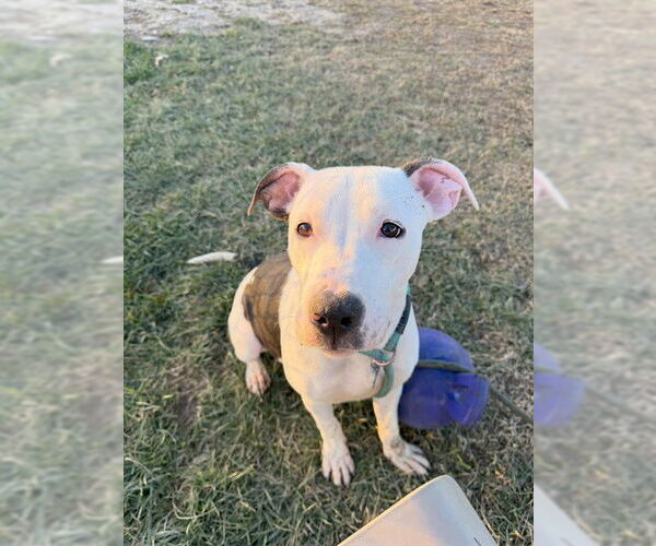 Medium Photo #1 Mutt Puppy For Sale in Louisville, KY, USA