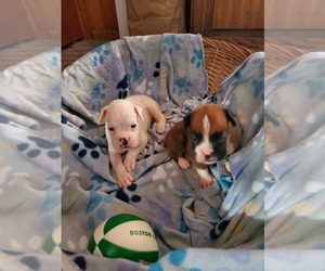Boxer Puppy for sale in LOWELL, MA, USA