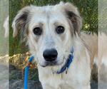 Small #3 Great Pyrenees Mix