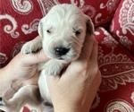 Small Photo #5 Golden Retriever Puppy For Sale in FRANKLINTON, NC, USA