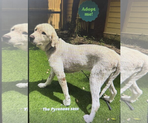 Medium Photo #2 Great Pyrenees Puppy For Sale in Mount Pleasant, SC, USA