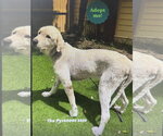 Small #1 Great Pyrenees